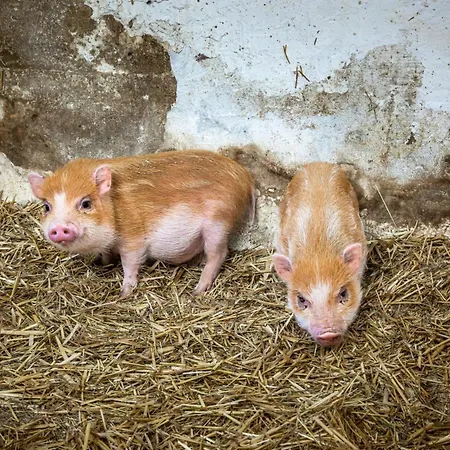 Biobauernhof Torbauer