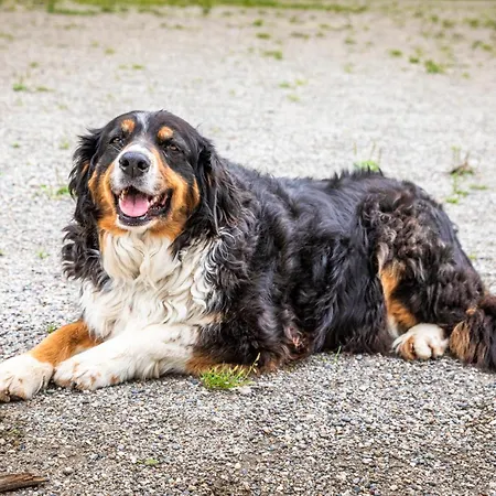 Biobauernhof Torbauer Apartmán