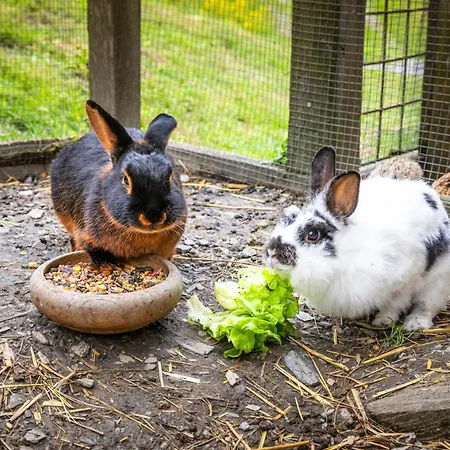 アパート Biobauernhof Torbauer *