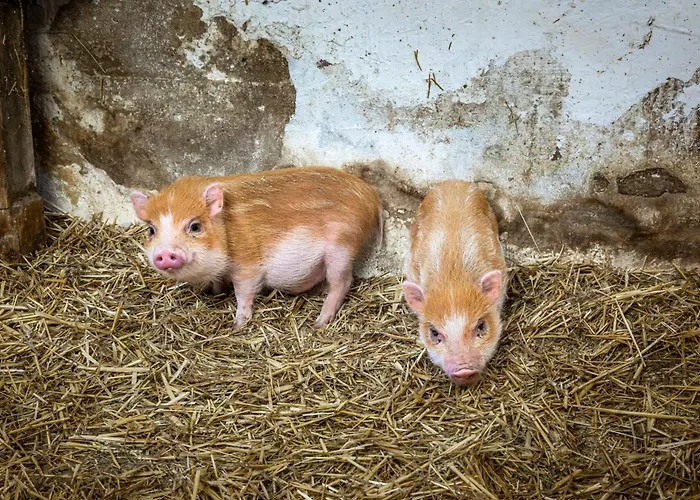 Biobauernhof Torbauer